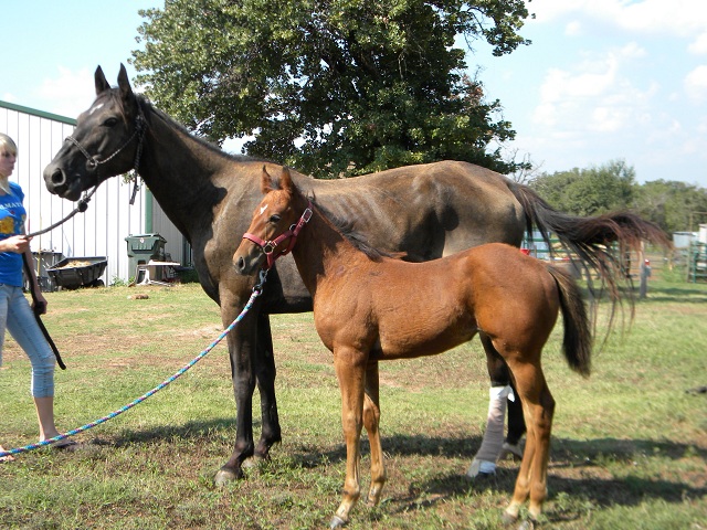 Sugarfoot and Sunstruck